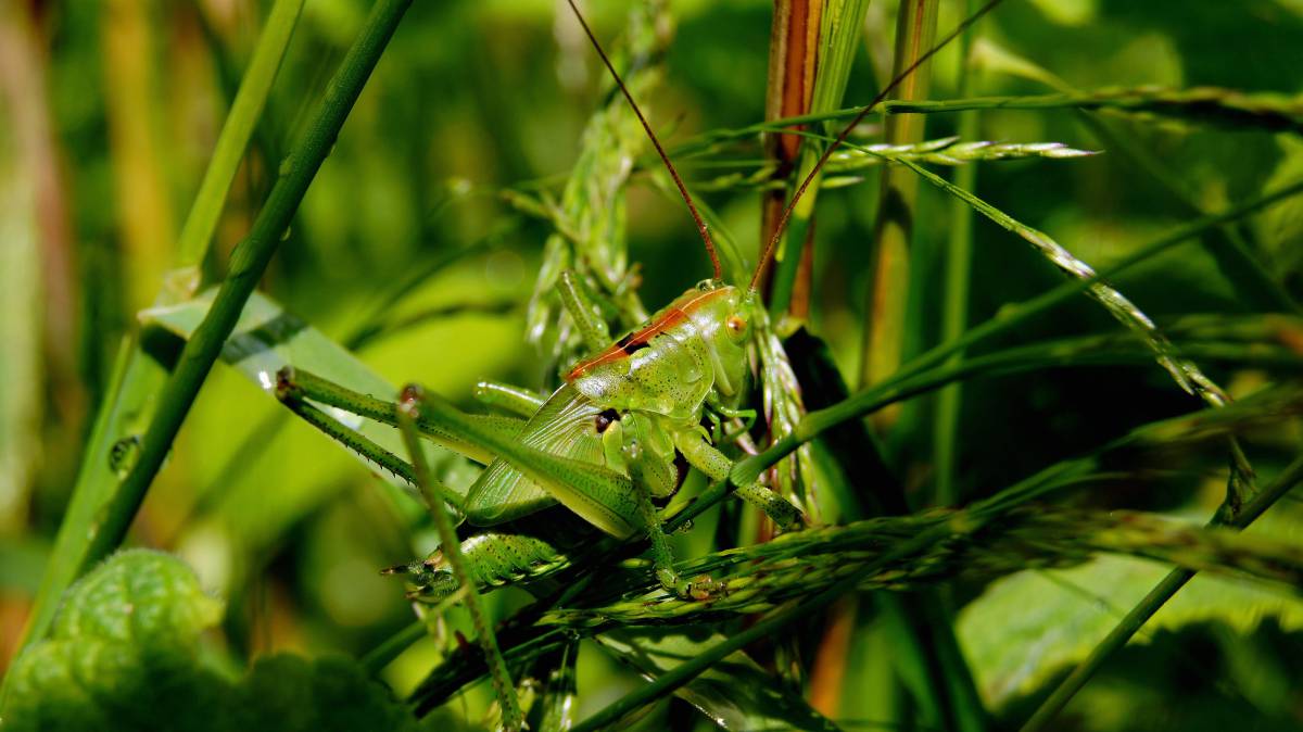   nature  lawn  meadow  wildlife  green  fauna 