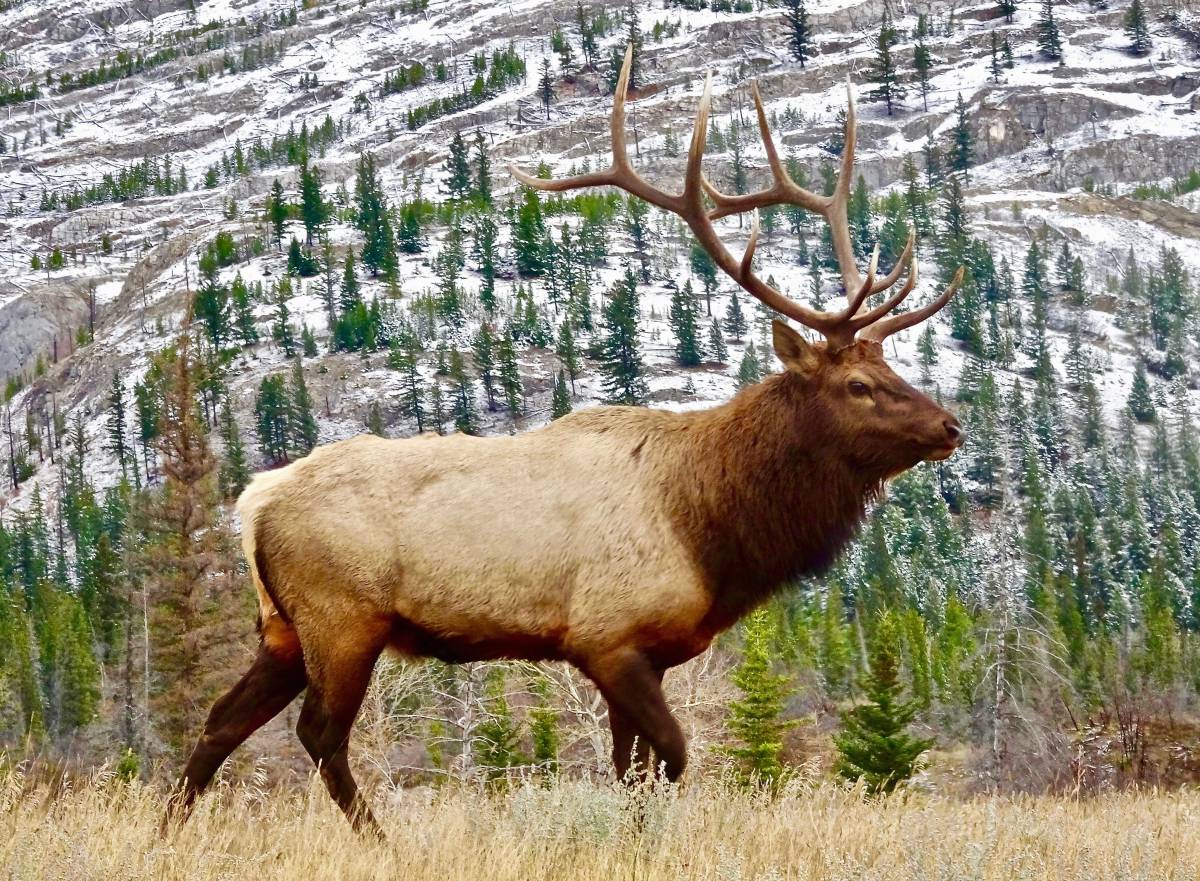   nature  male  wildlife  wild  horn  mammal 