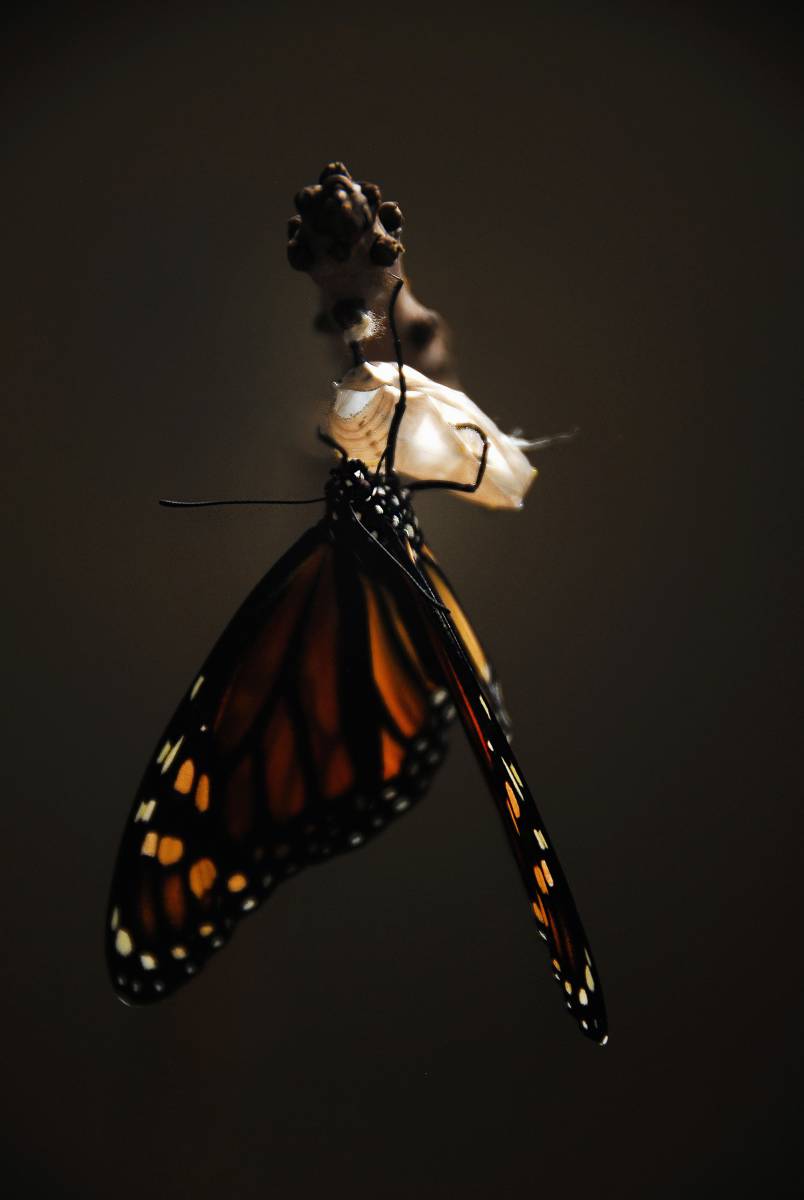   nature  wing  flower  wildlife  orange 