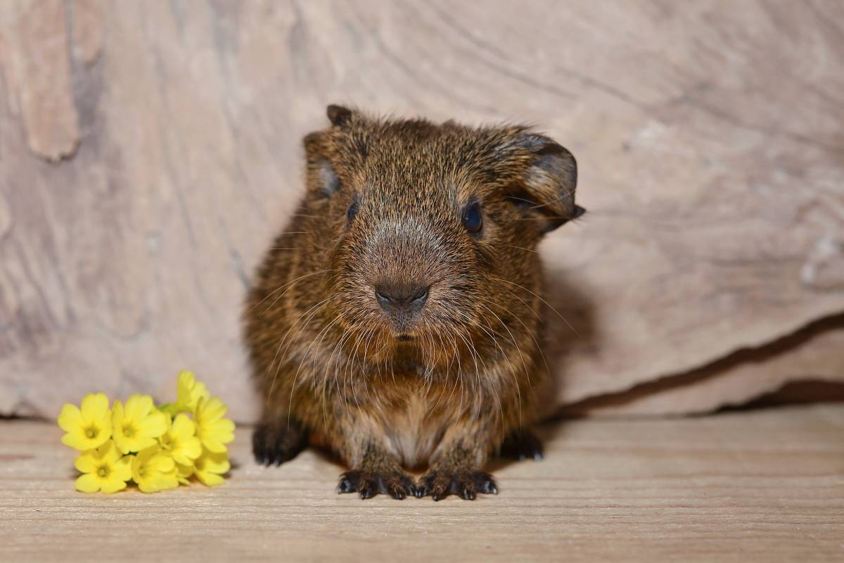   sweet  cute  pet  mammal  close  rodent 