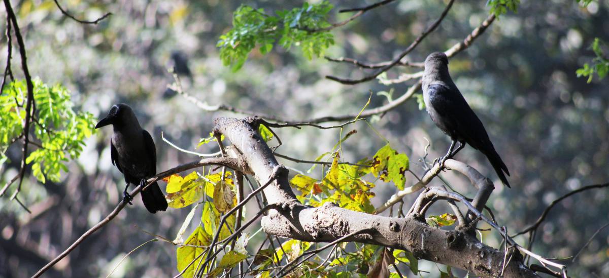   tree  nature  forest  branch  plant 