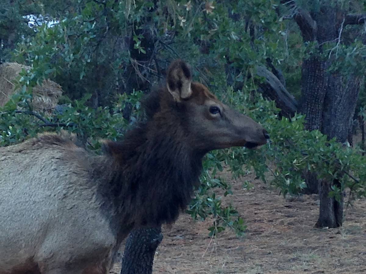   wildlife  mammal  fauna  vertebrate  elk 