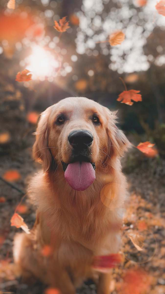 pet close up photo of adult Golden retriever animal