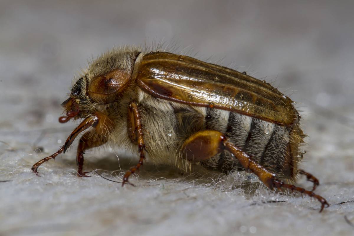   wildlife  garden  fauna  invertebrate  close 