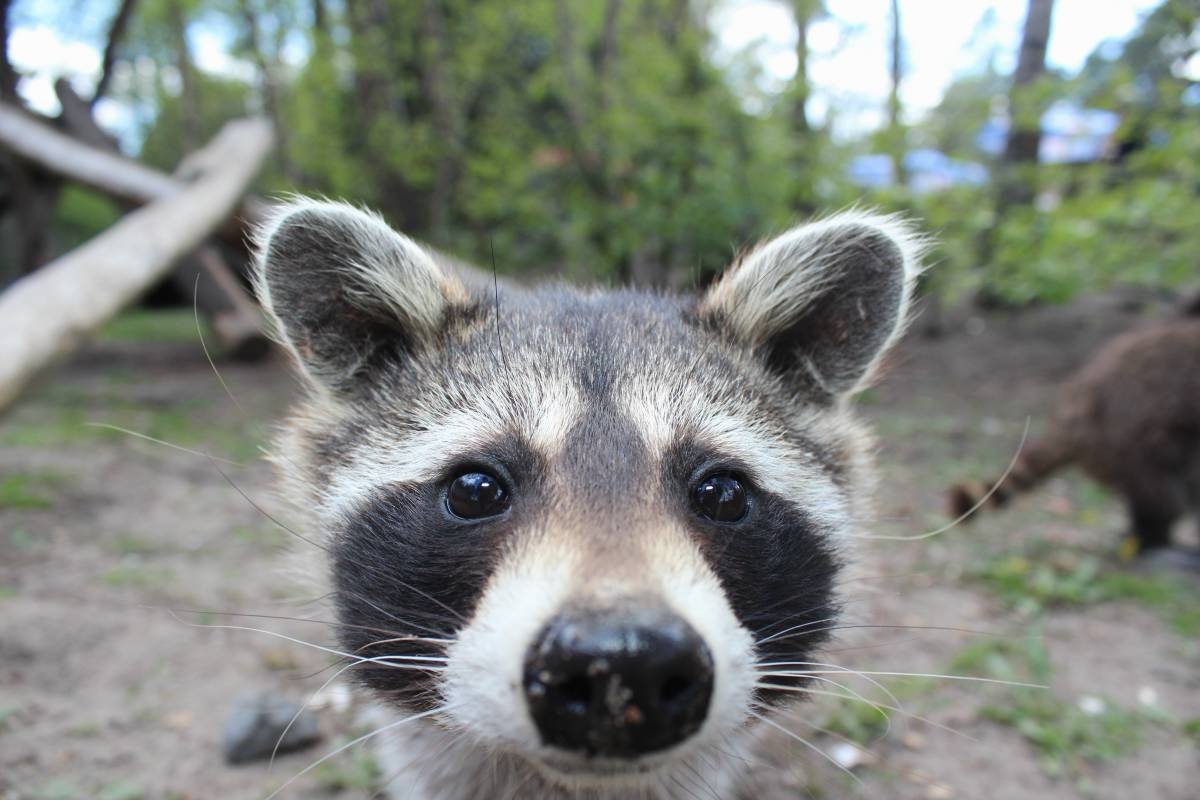 Animal Cute Zoo Fur Mammal Fauna Image Free Photo