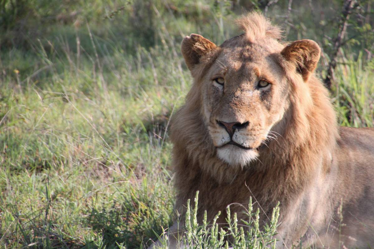   nature  adventure  mane  fauna  savanna 