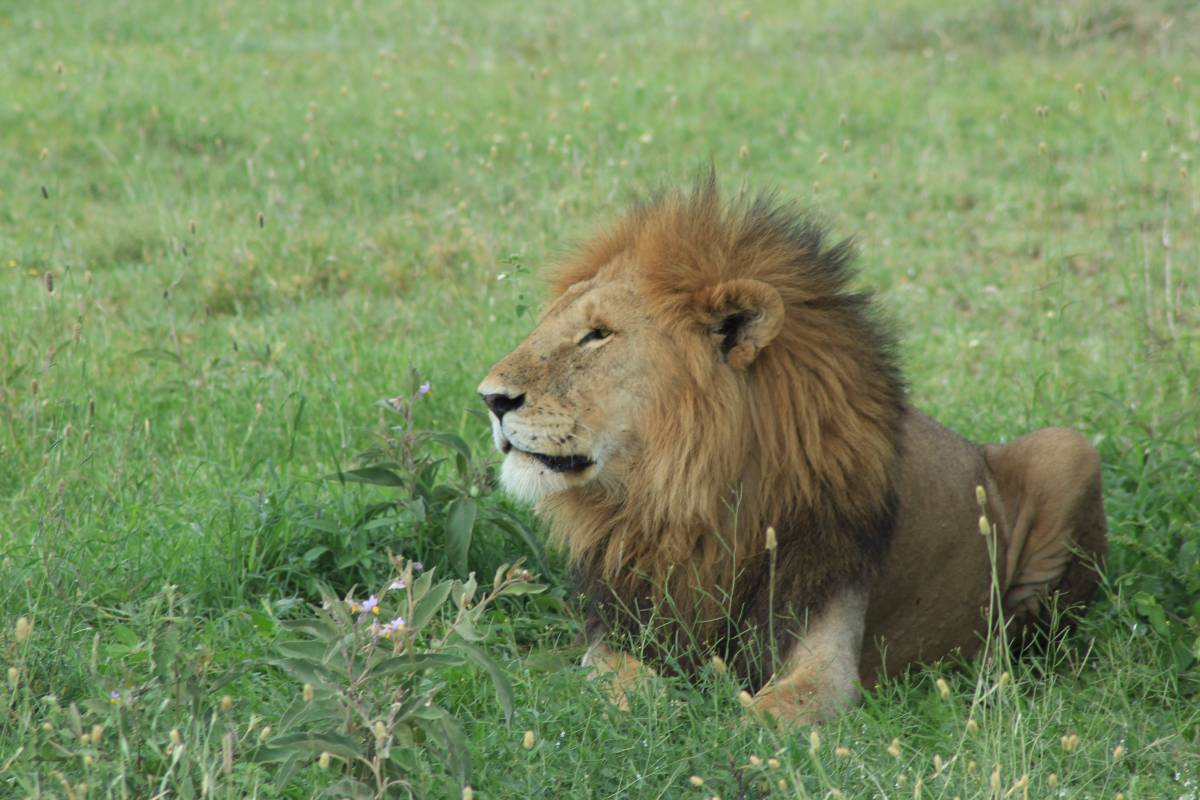   nature  adventure  wildlife  zoo  africa 