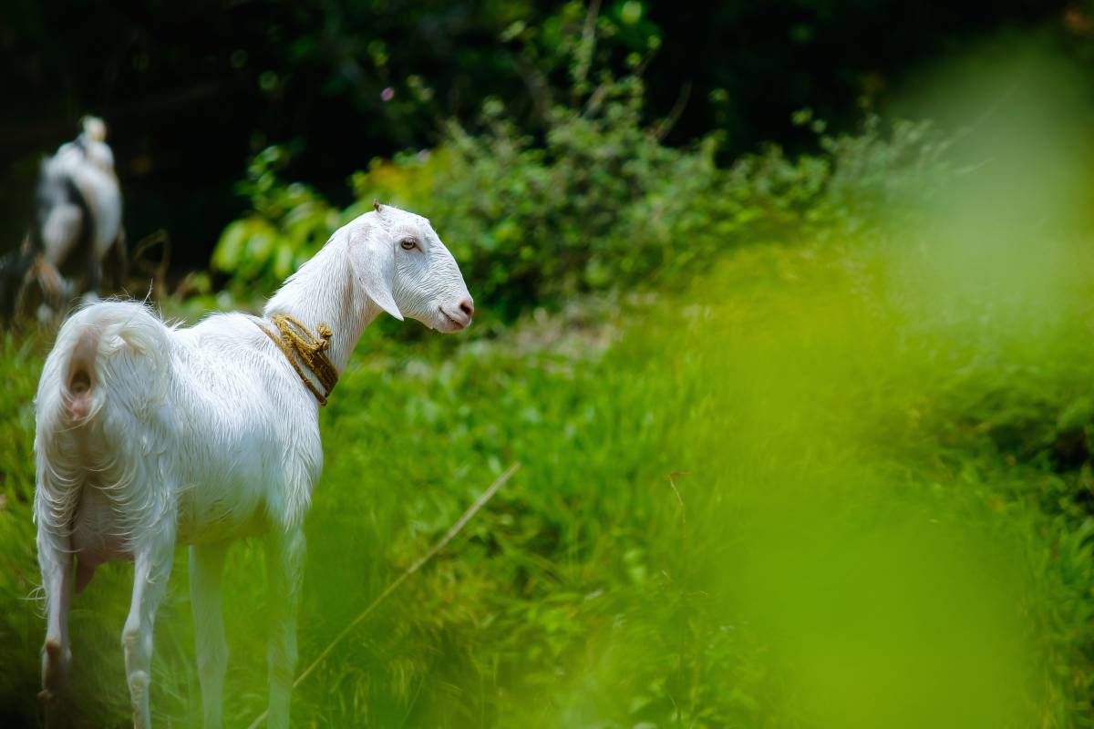   nature  goats  green  pasture  natural 