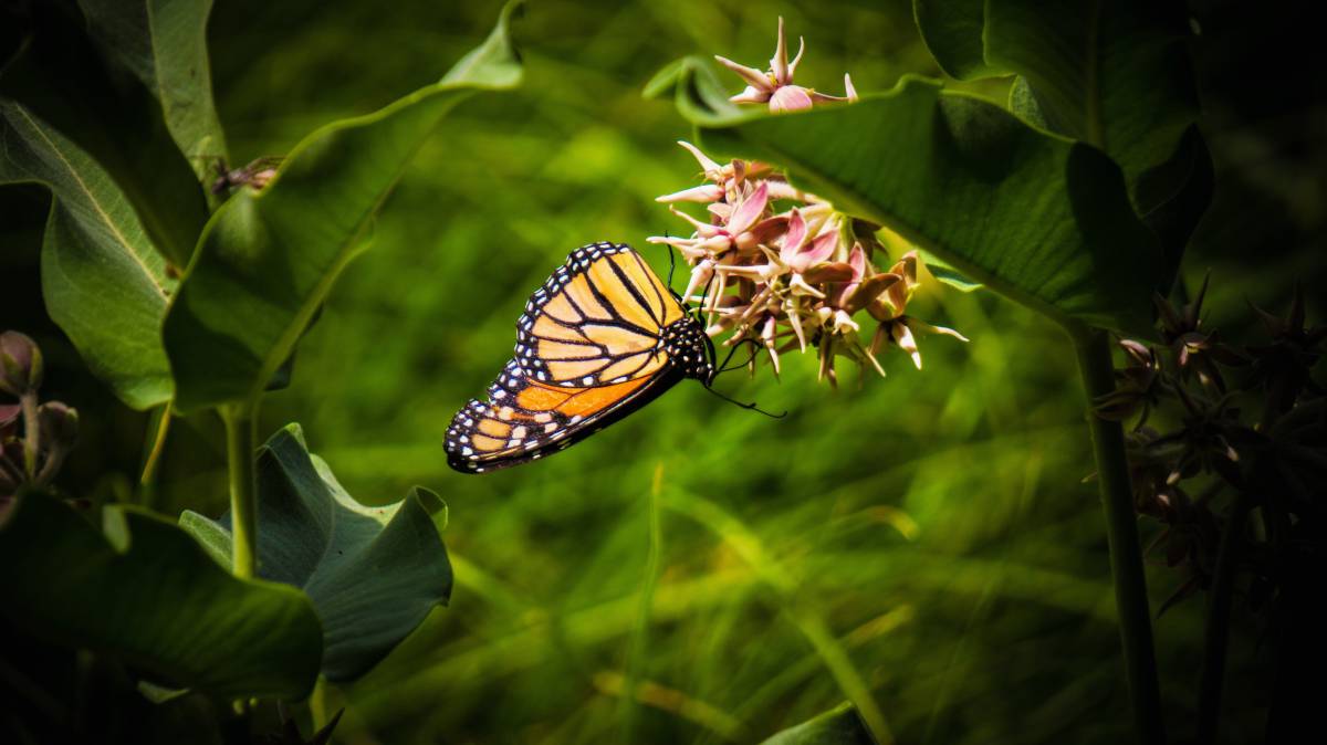   nature  grass  sweet  leaf  flower  wildlife 