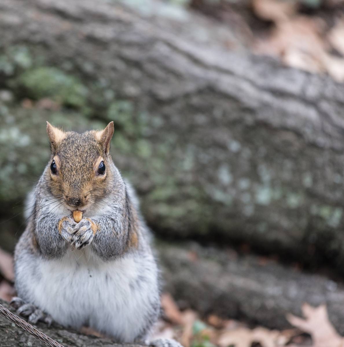   sweet  cute  wildlife  fur  fluffy  mammal 
