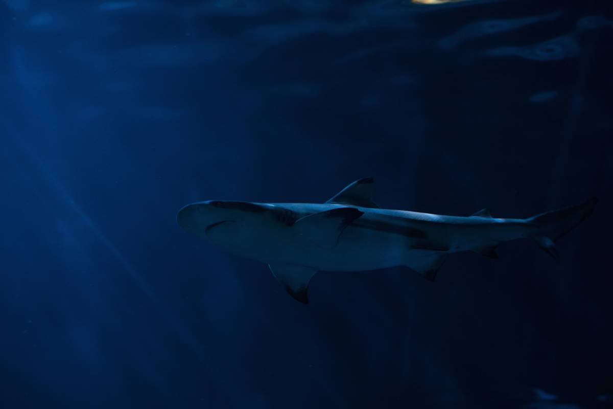   underwater  water  fin  marine biology 