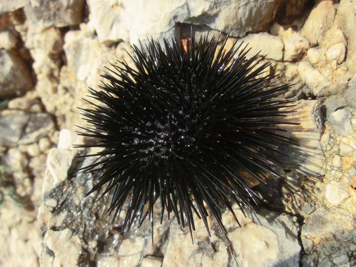   water  fauna  sea animal  invertebrate 