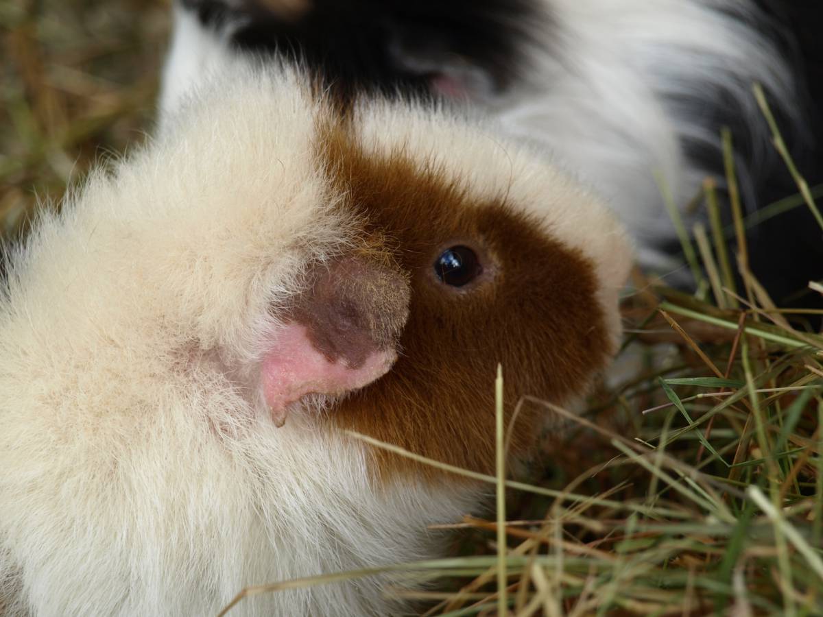   cute  wildlife  mammal  rodent  fauna 
