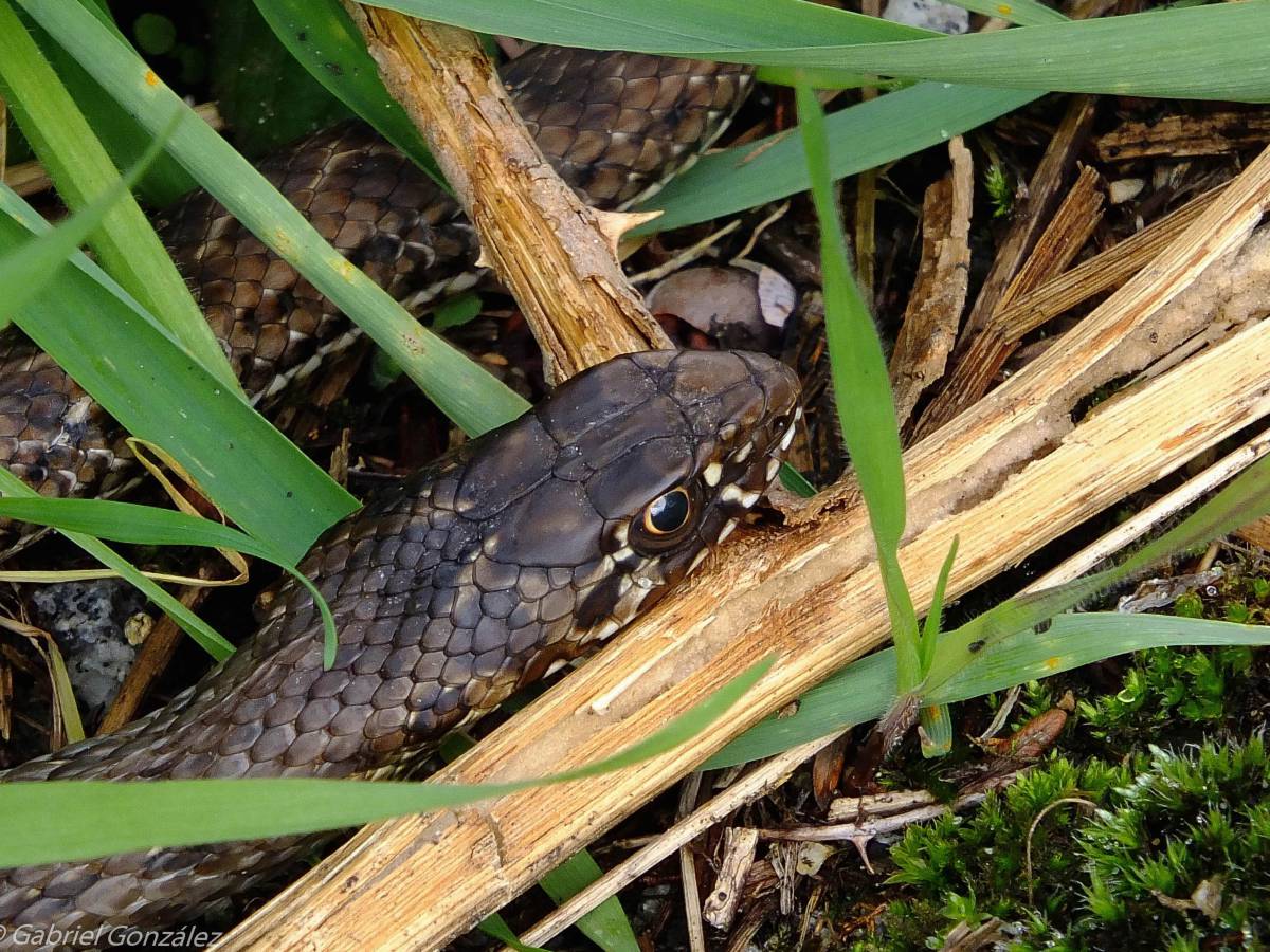   nature  wildlife  jungle  macro  fauna 