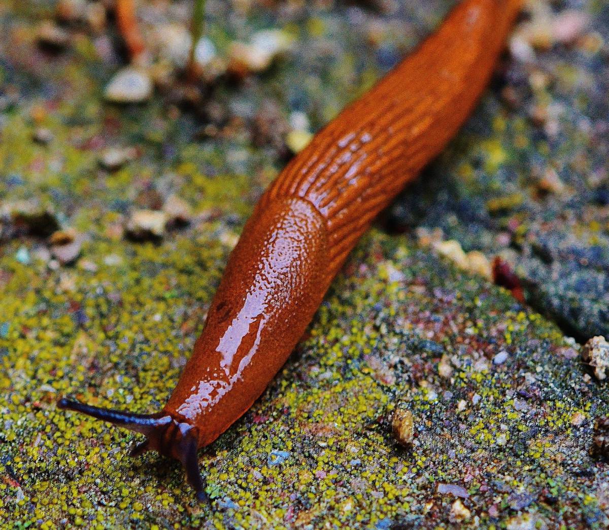   nature  wildlife  reptile  garden  fauna 