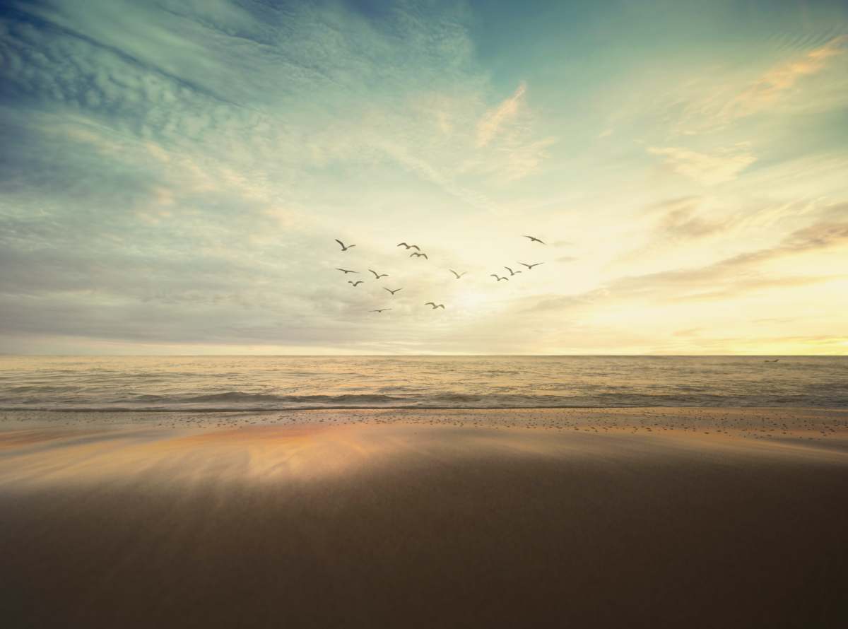 beach flying flock of bird under cloudy sky san diego