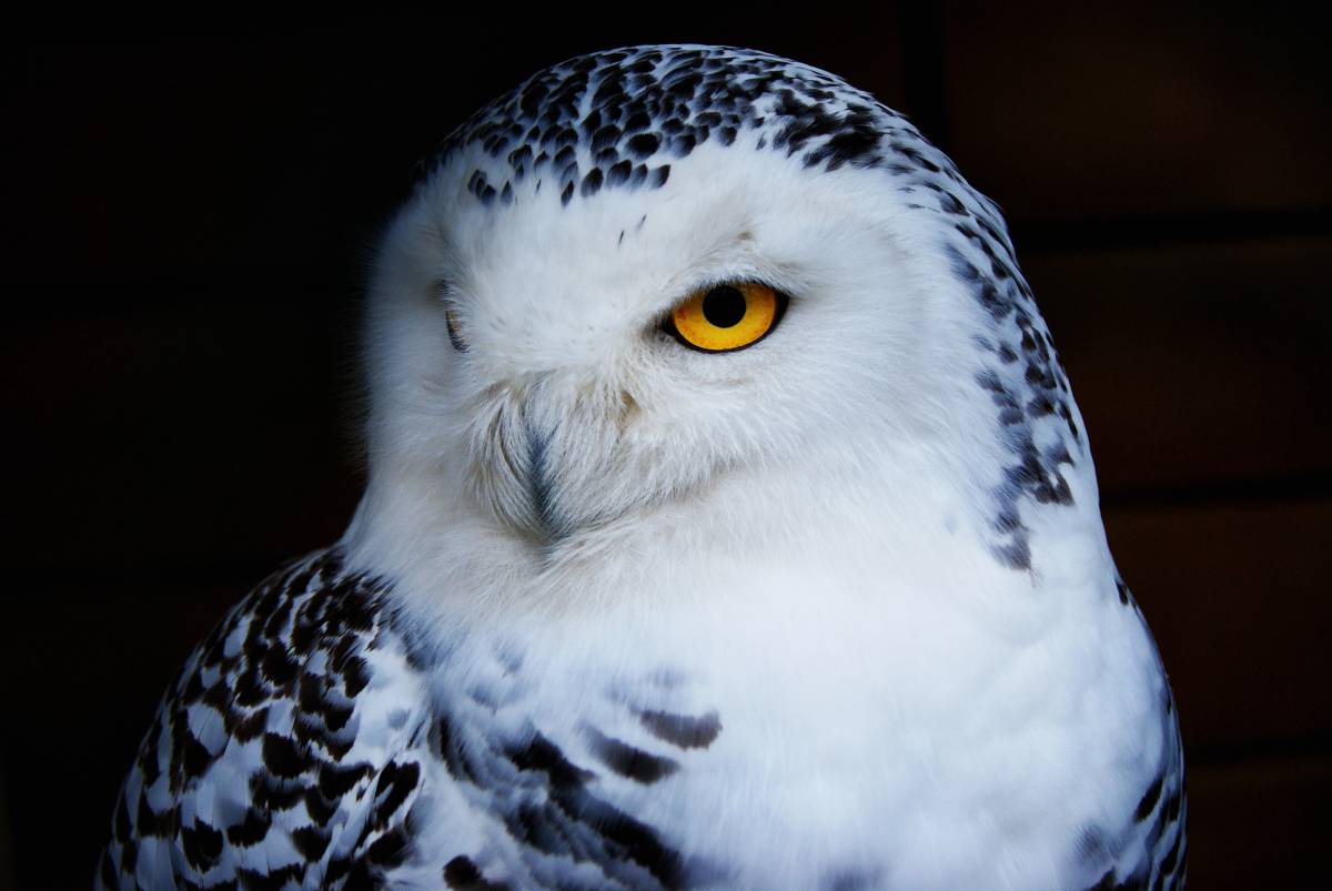   snow  wing  white  animal  wildlife  beak 