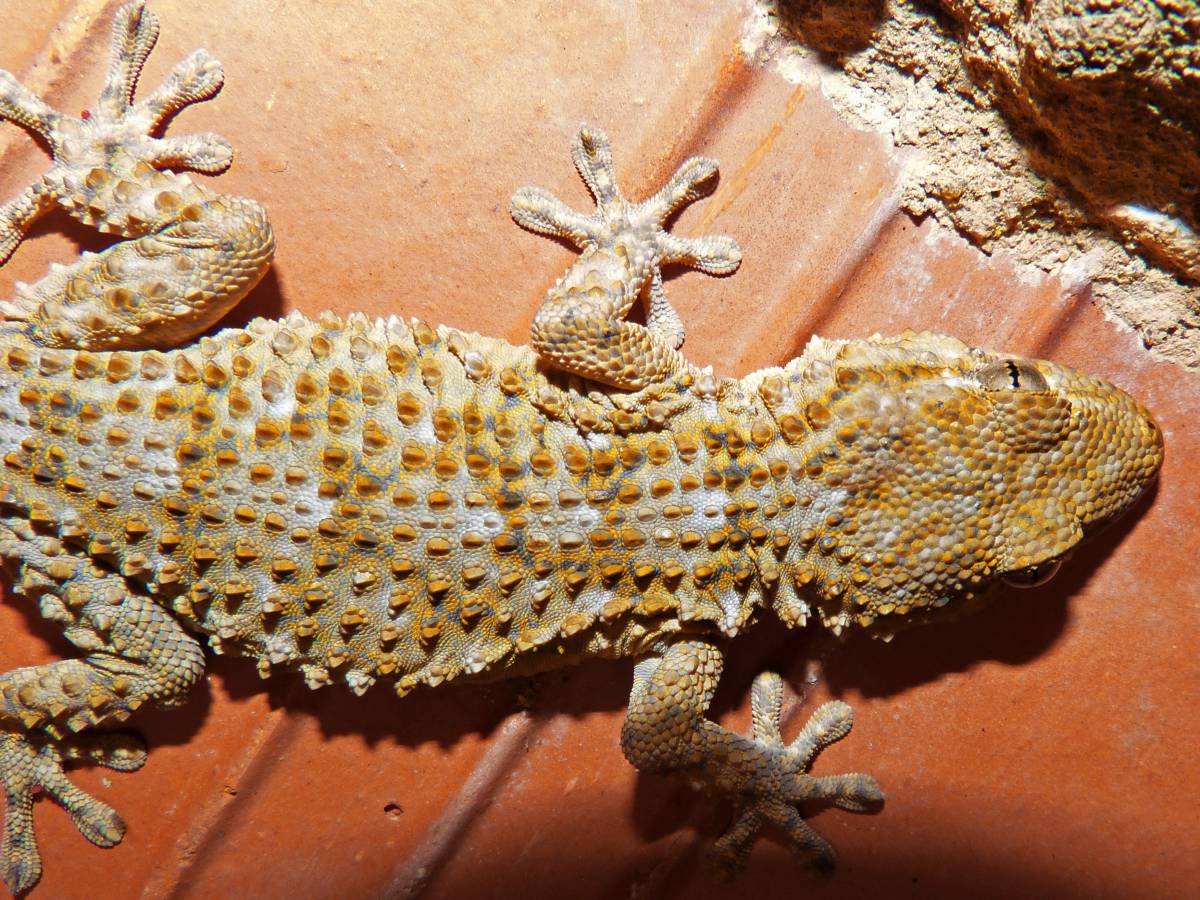   texture  wildlife  fauna  lizard  gecko 
