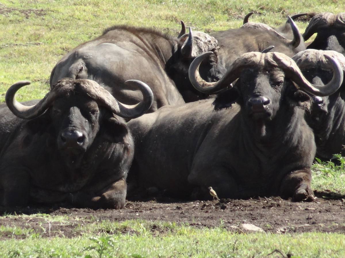  wildlife  zoo  horn  mud  fauna  bull 