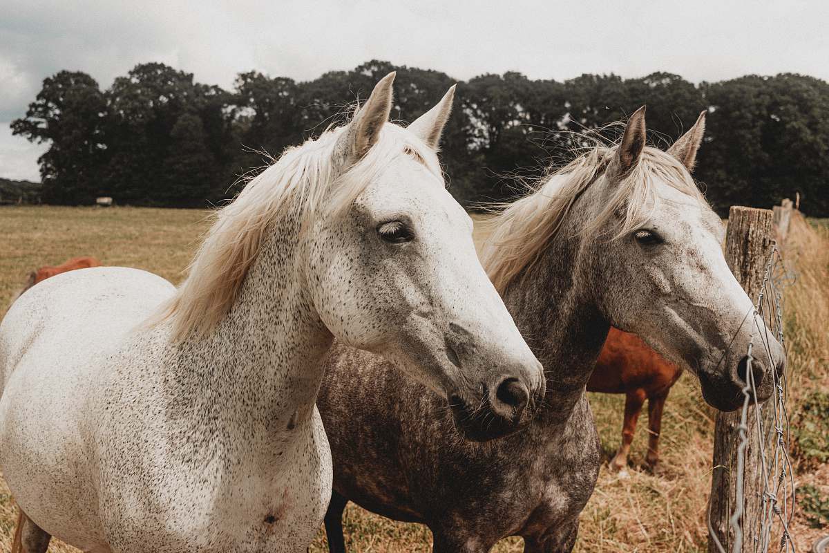 animal white and brown horse on brown grass field during daytime mammal