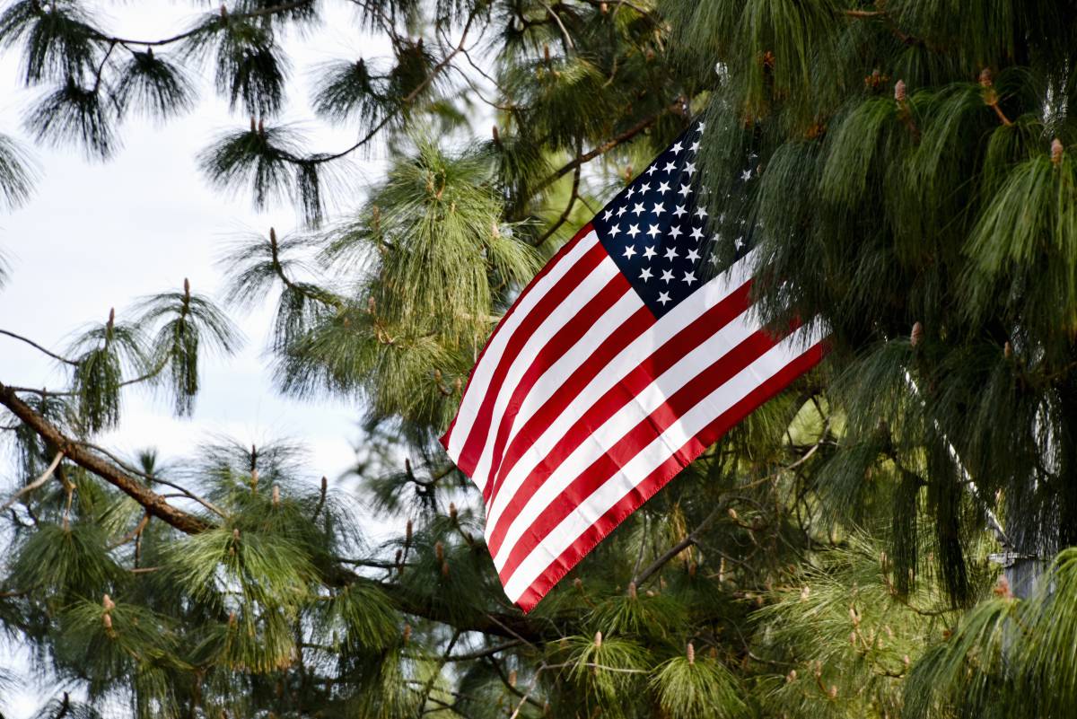   tree  white  red  symbol  america  american 