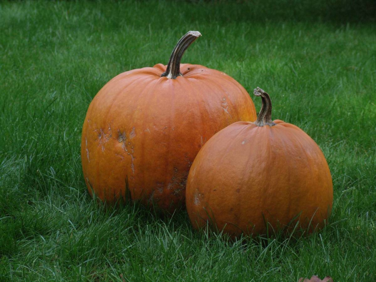   plant  orange  produce  autumn  pumpkin 