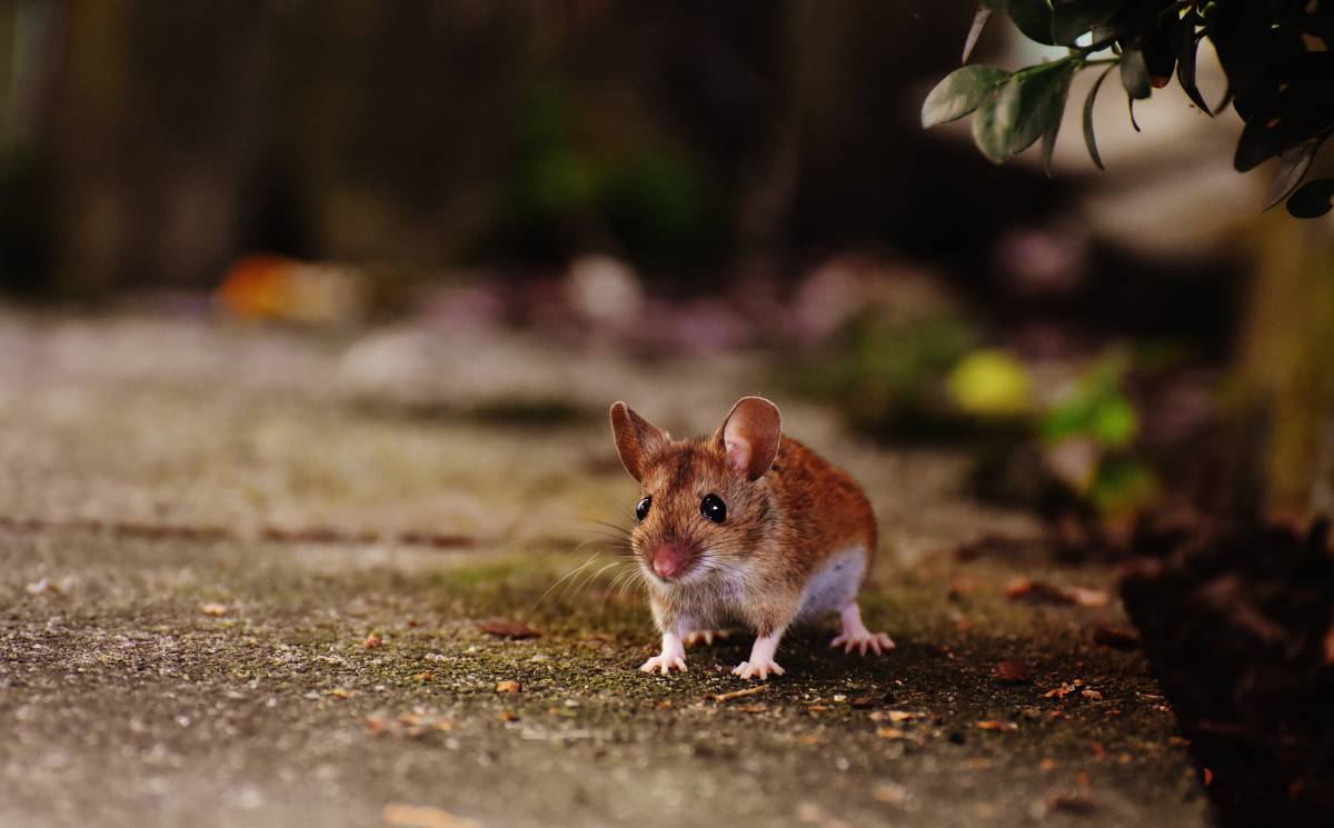   nature  sweet  animal  cute  wildlife  fur 