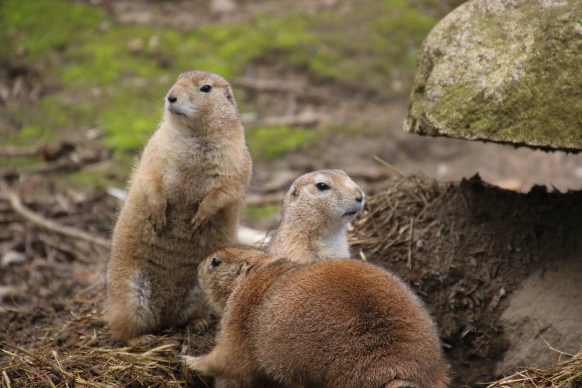   watch  nature  cute  wildlife  mammal 