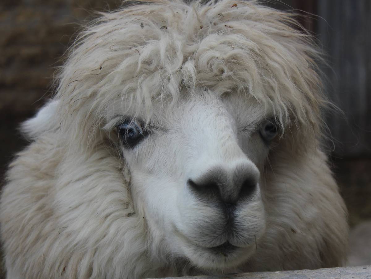   wildlife  fur  livestock  sheep  fauna 