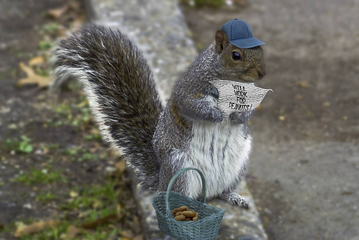   work  animal  wildlife  mammal  rodent 