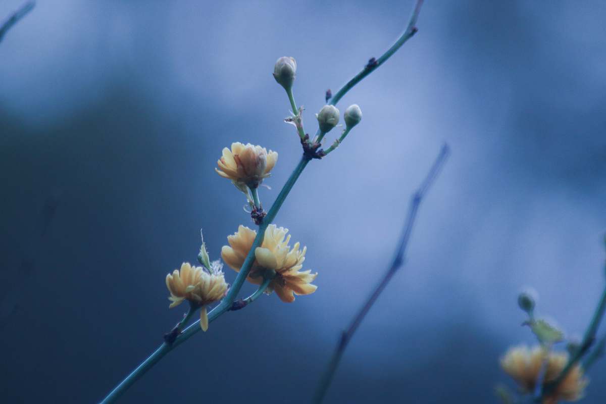  yellow flower 