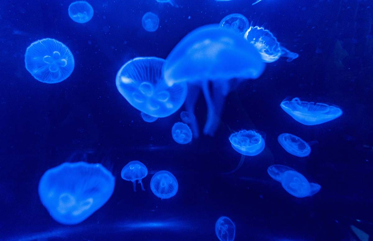 jellyfish blue jellyfish in water during daytime blue
