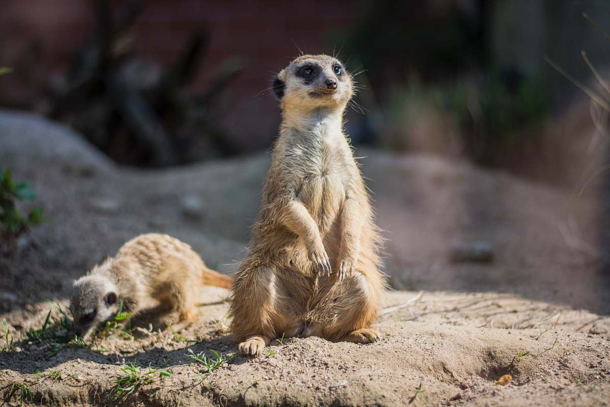 meerkat ferret animal bochum