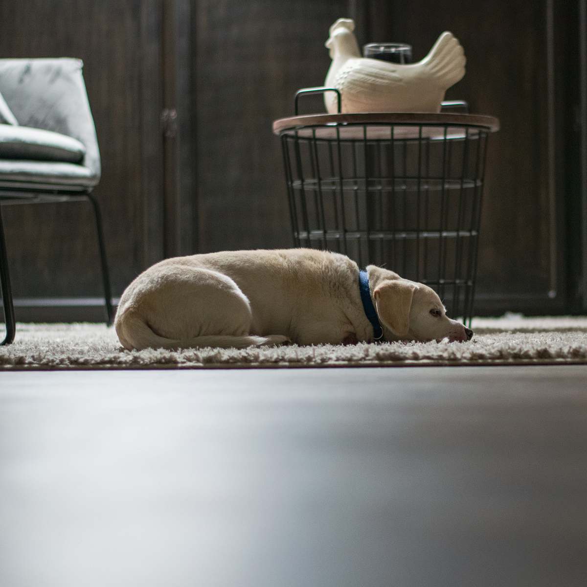 furniture yellow labrador retriever lying on floor beside gray metal chair labrador retriever