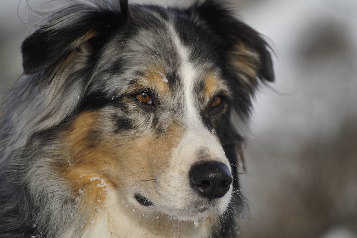   pet  vertebrate  dog breed  animal portrait 