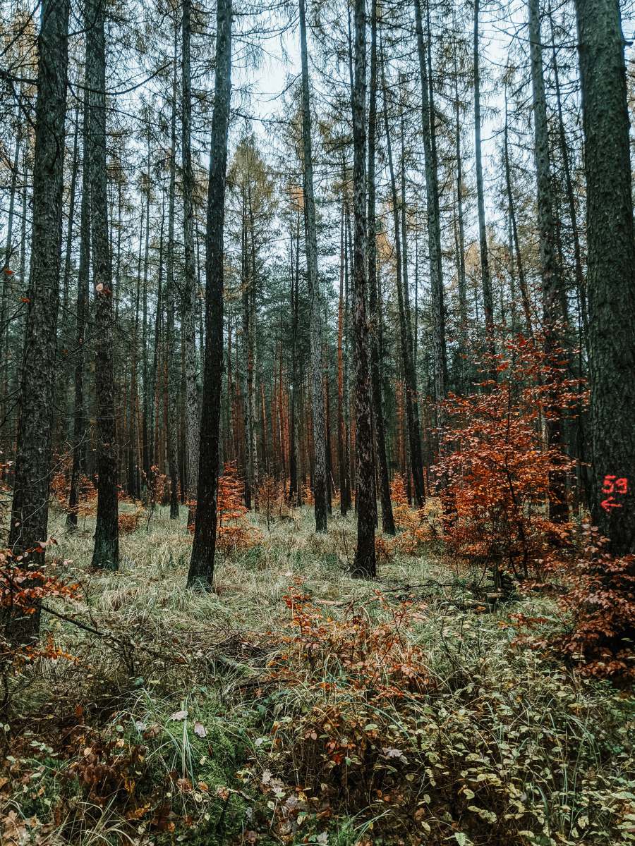  low angle photo of trees 