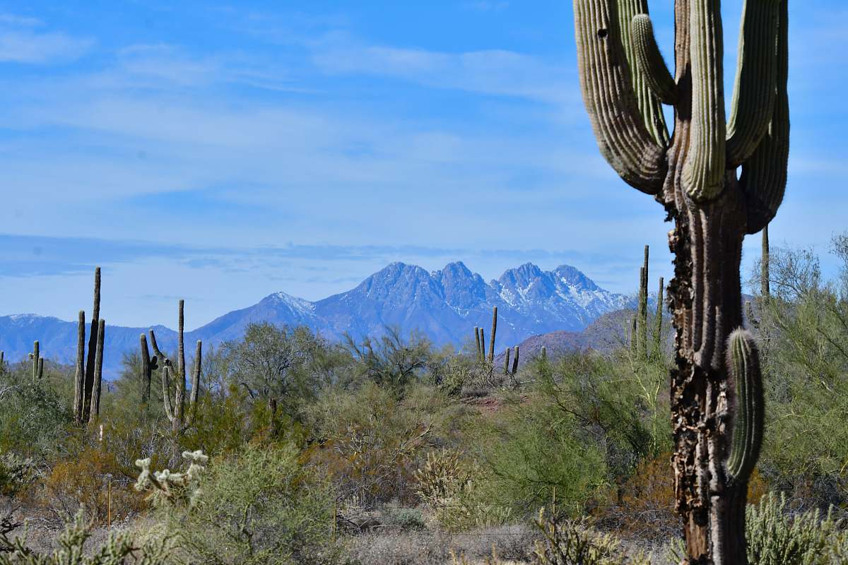 cactus green trees near mountain under blue sky during daytime blue