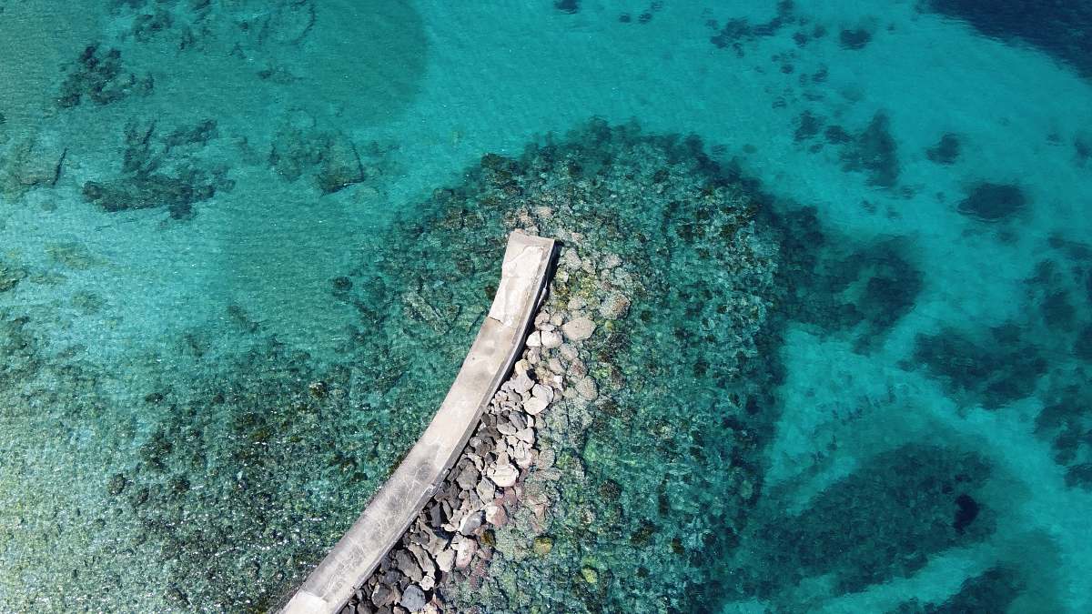 nature aerial view of green trees and body of water during daytime sea
