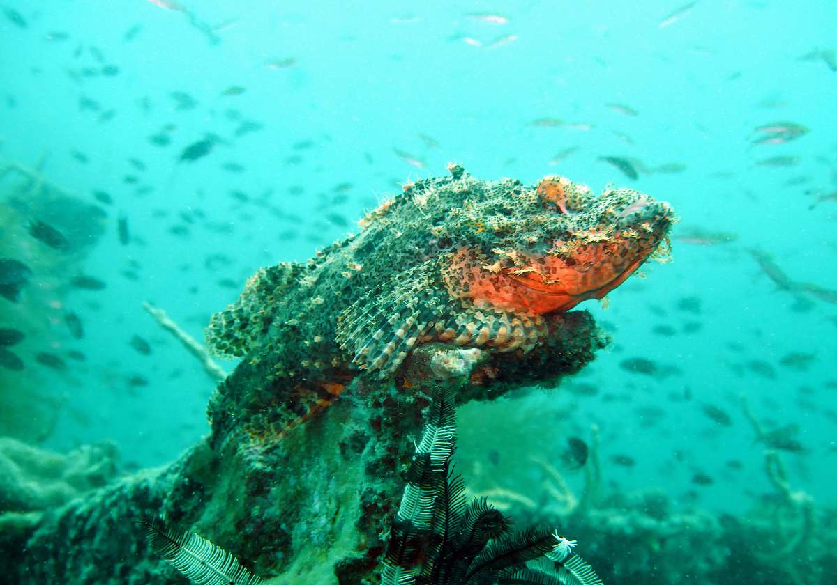 sea underwater photography of gray and orange fish ocean