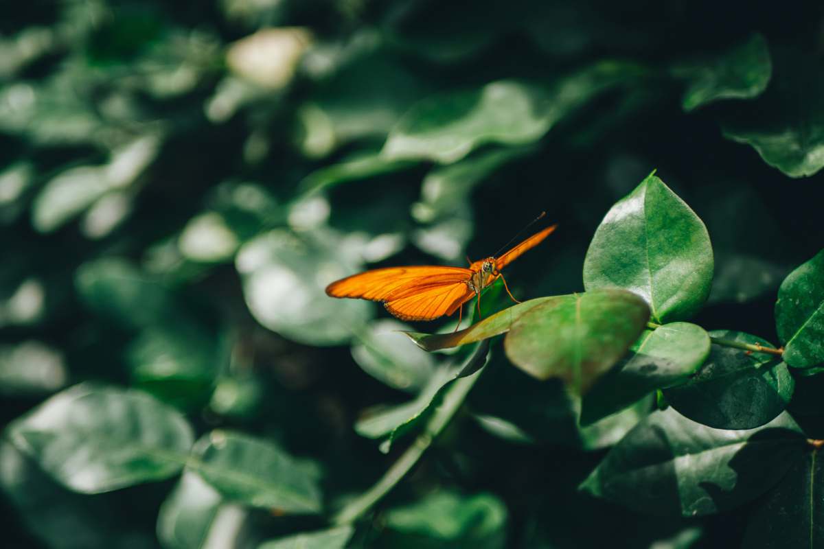 niederlande orange butterfly perched on green leaf in close up photography during daytime butterfly