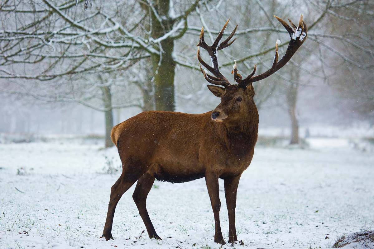 wildlife selective focus photography of brown deer during daytime england