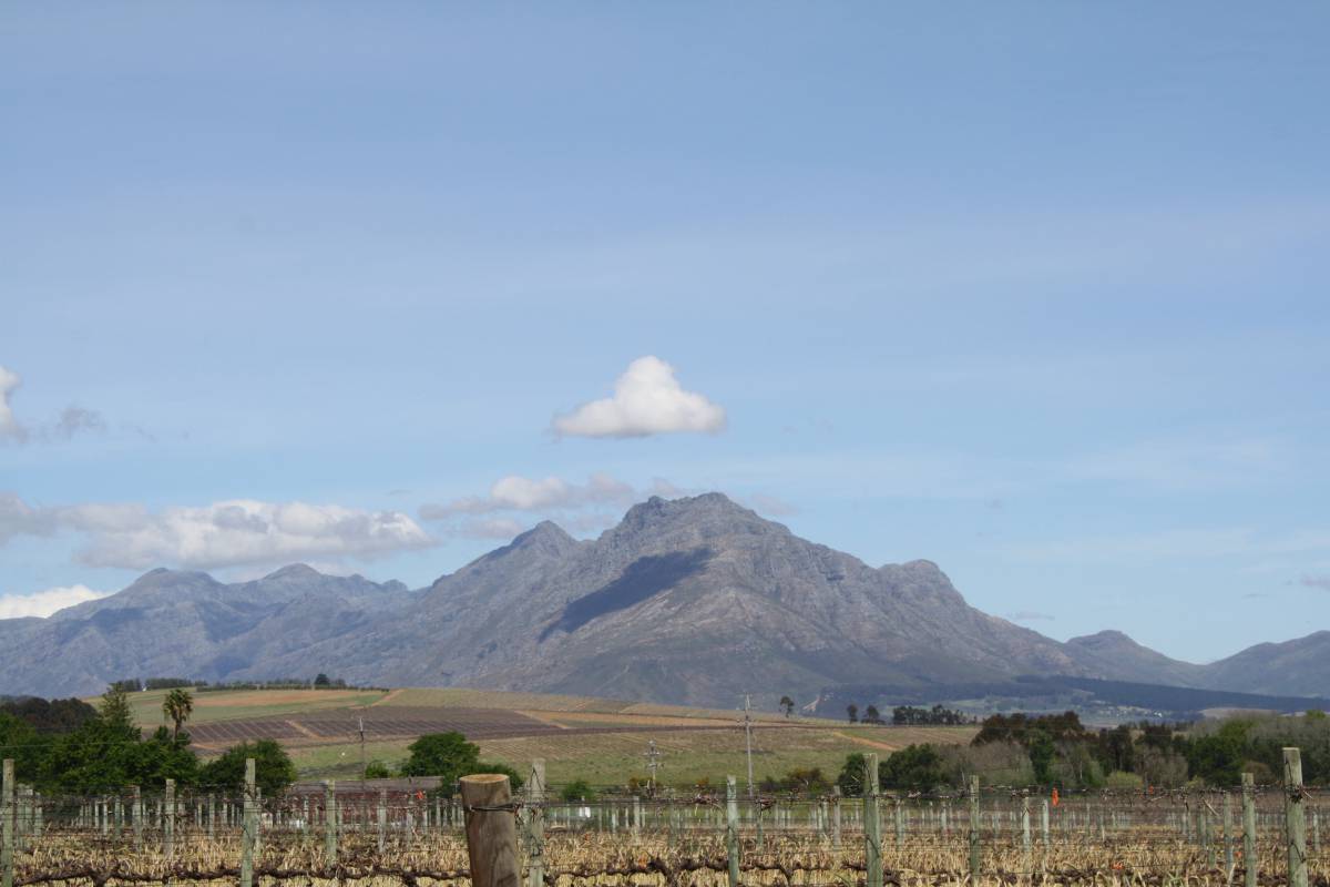   landscape  outdoor  sky  vine  vineyard 