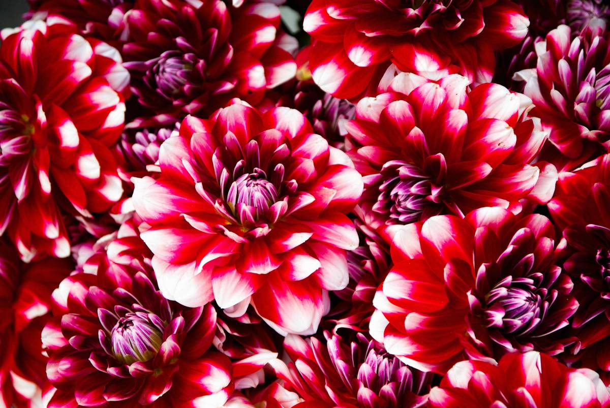   flower  petal  bouquet  red  flora  flowers 