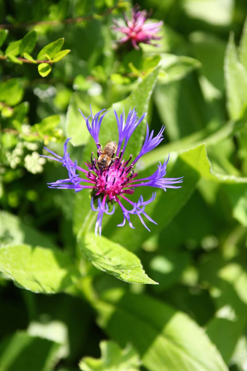   nature  blossom  meadow  leaf  purple  bloom 
