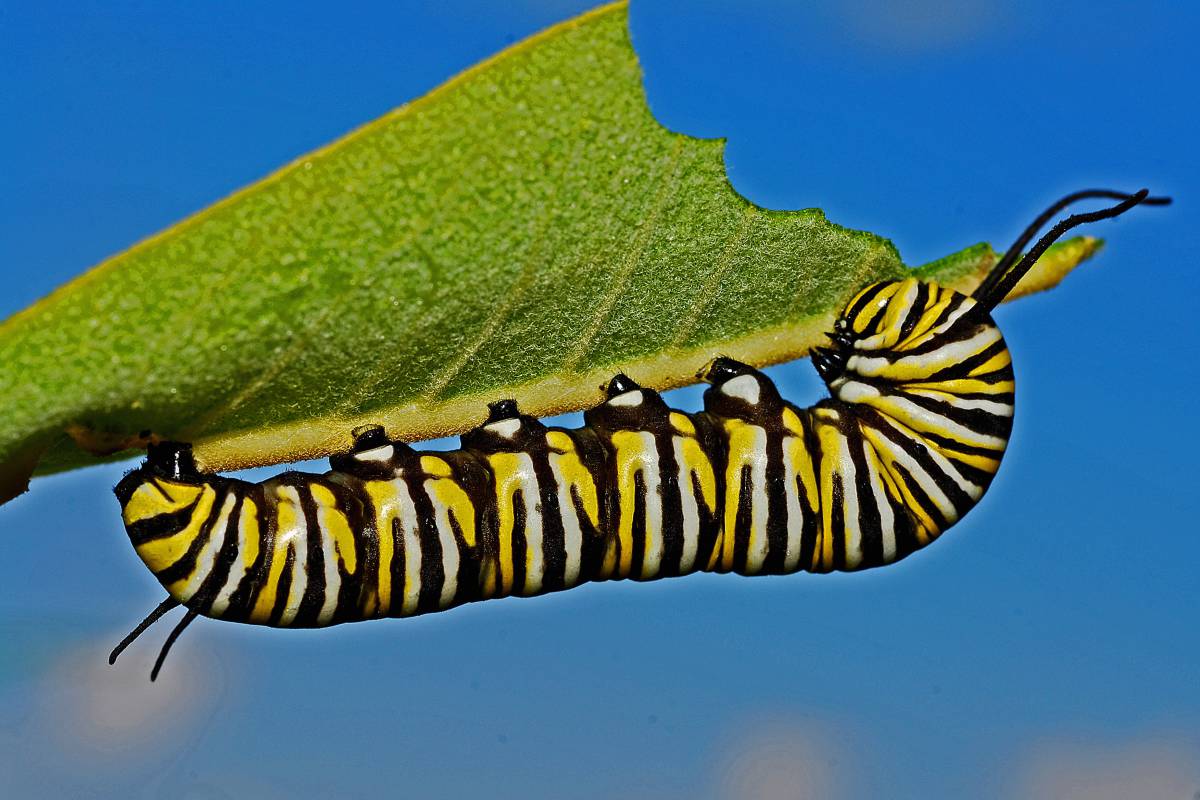   nature  wing  pattern  colourful  insect 