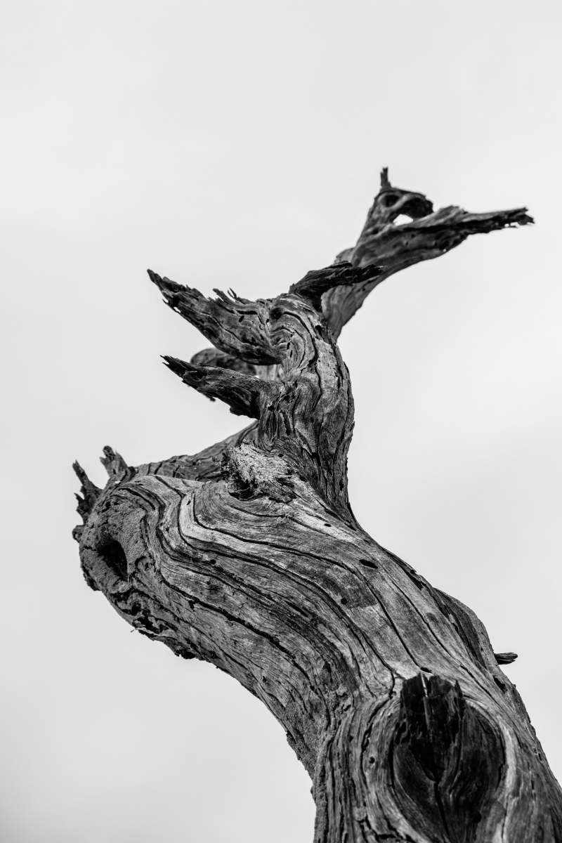  bare tree illustration 