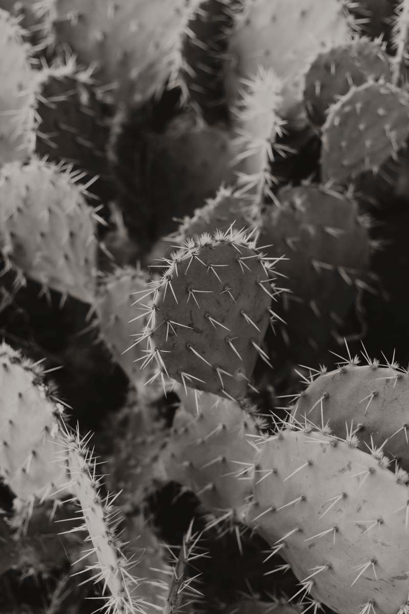 texas green cactus plant 
