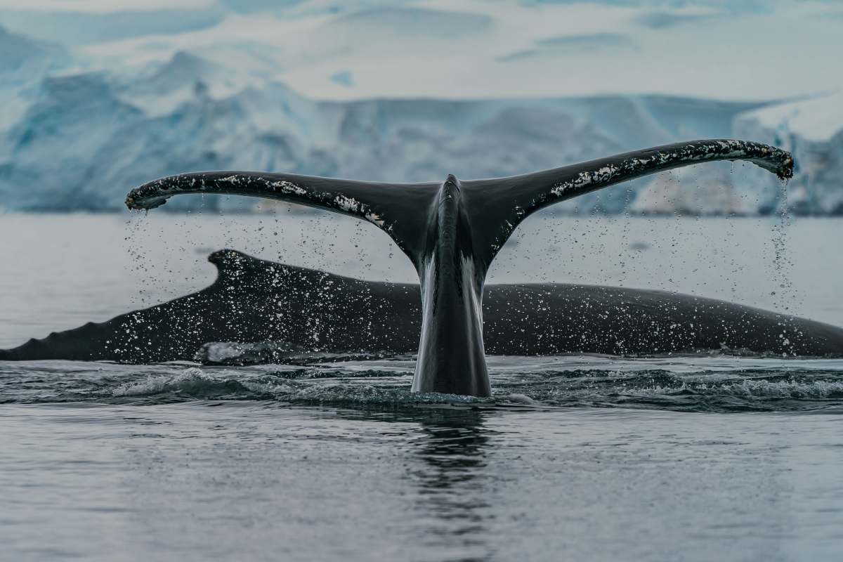 wallpapers black whale in water during daytime antarctica