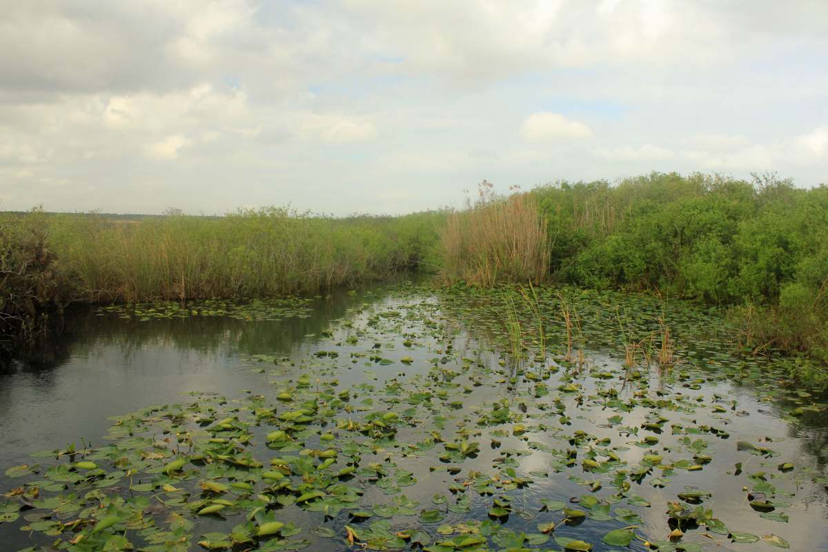 Clear pond with lillies at Everglades National Park 