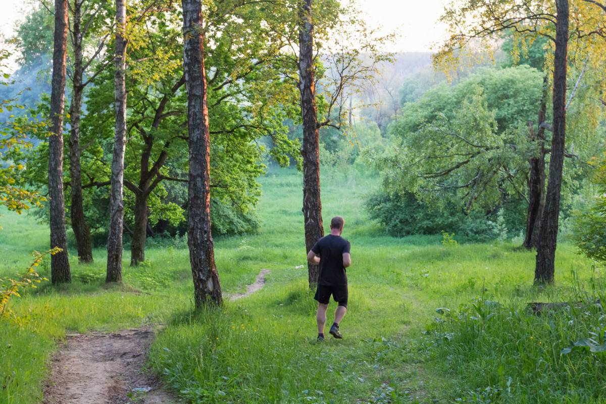   tree  nature  forest  wilderness  walking 